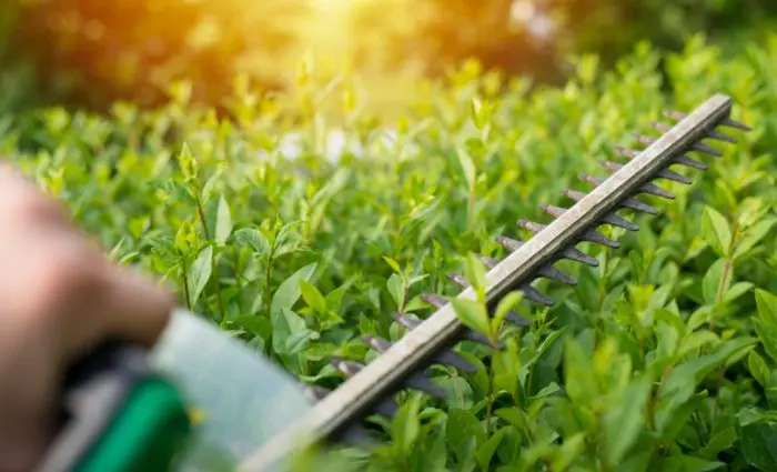 Garden shears trimming a hedge