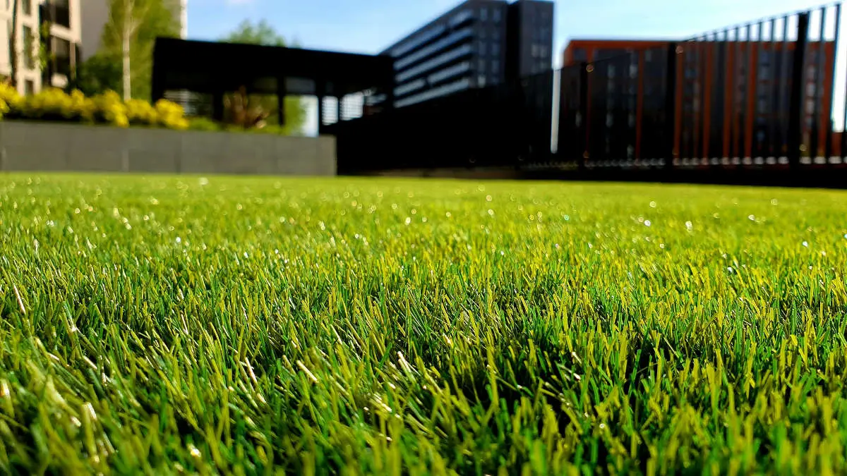 Close-up of a freshly mown lawn